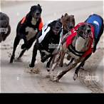 bet greyhounds online